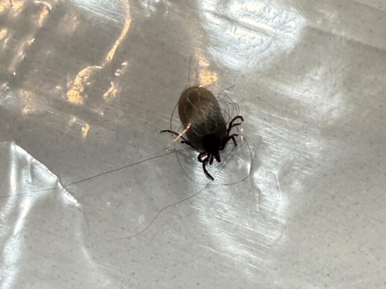 Northern Pest Solutions pest control service in Waterville, Maine