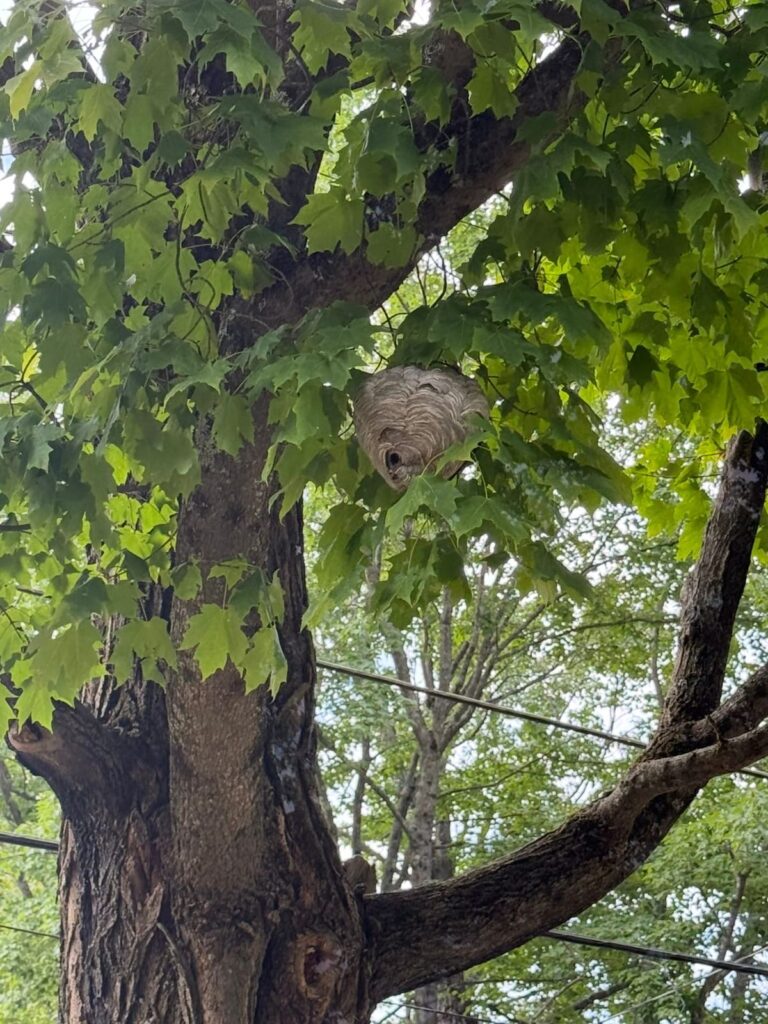 Large bald-faced hornet nest high in a maple tree in Central Maine