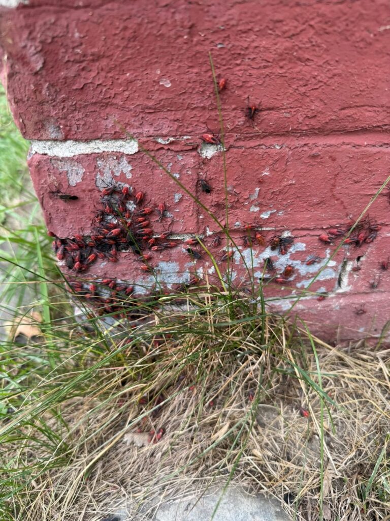 Boxelder bugs clustered on a brick foundation in Central Maine