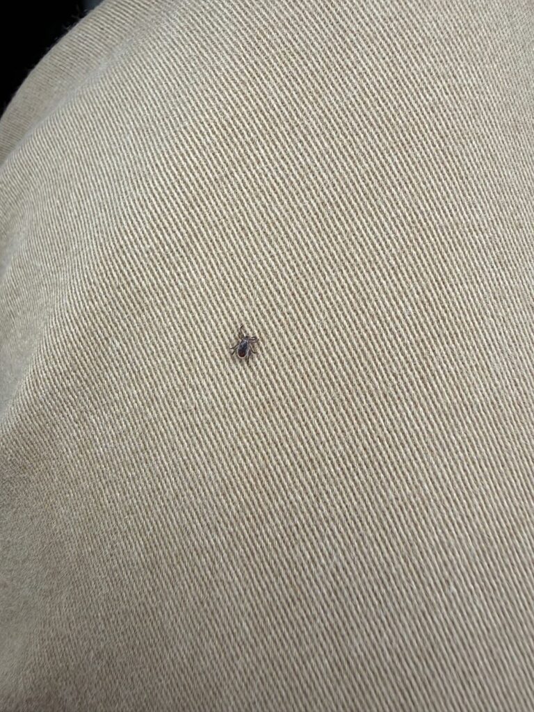 Deer tick crawling on clothing in Central Maine