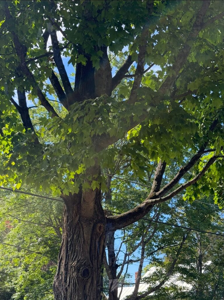 Maple tree after professional hornet nest removal in Central Maine