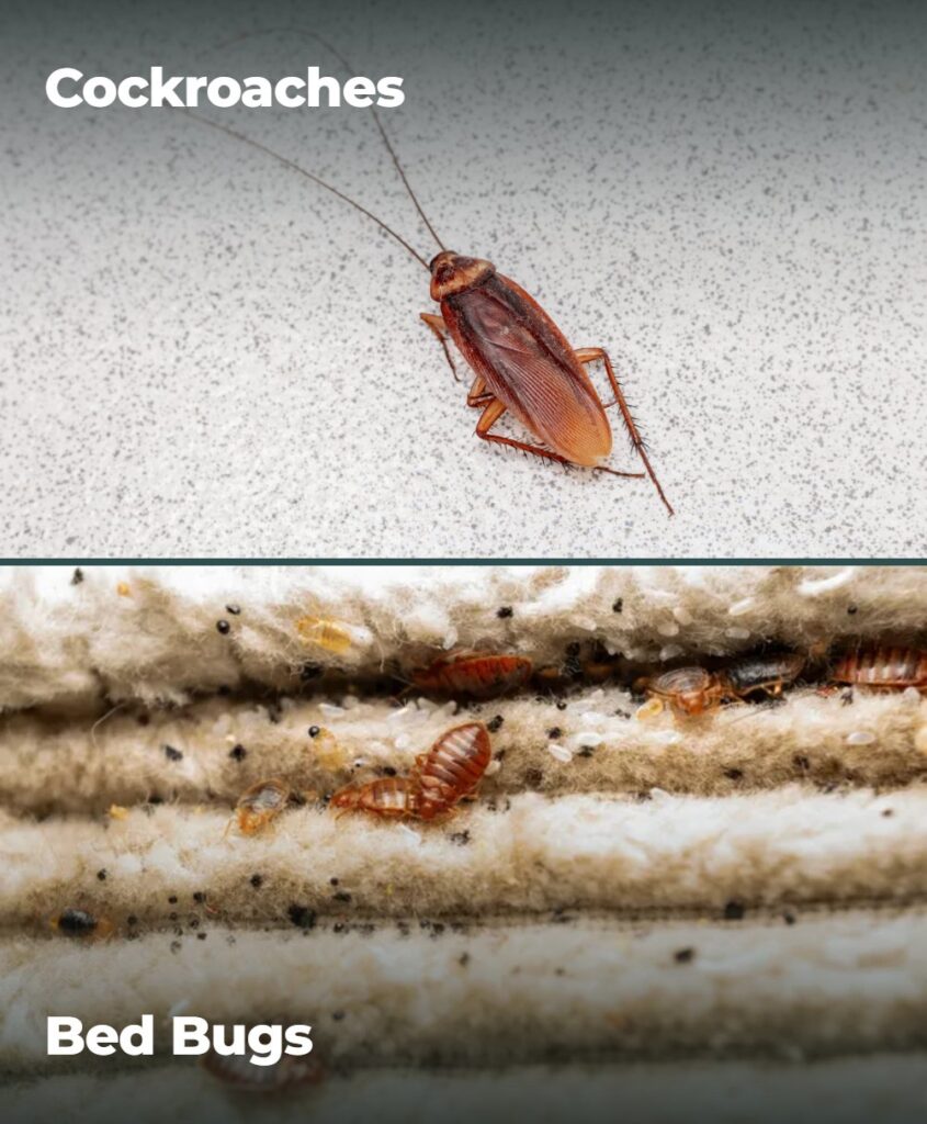 A cockroach and a cluster of bed bugs, two pests treated by Northern Pest Solutions