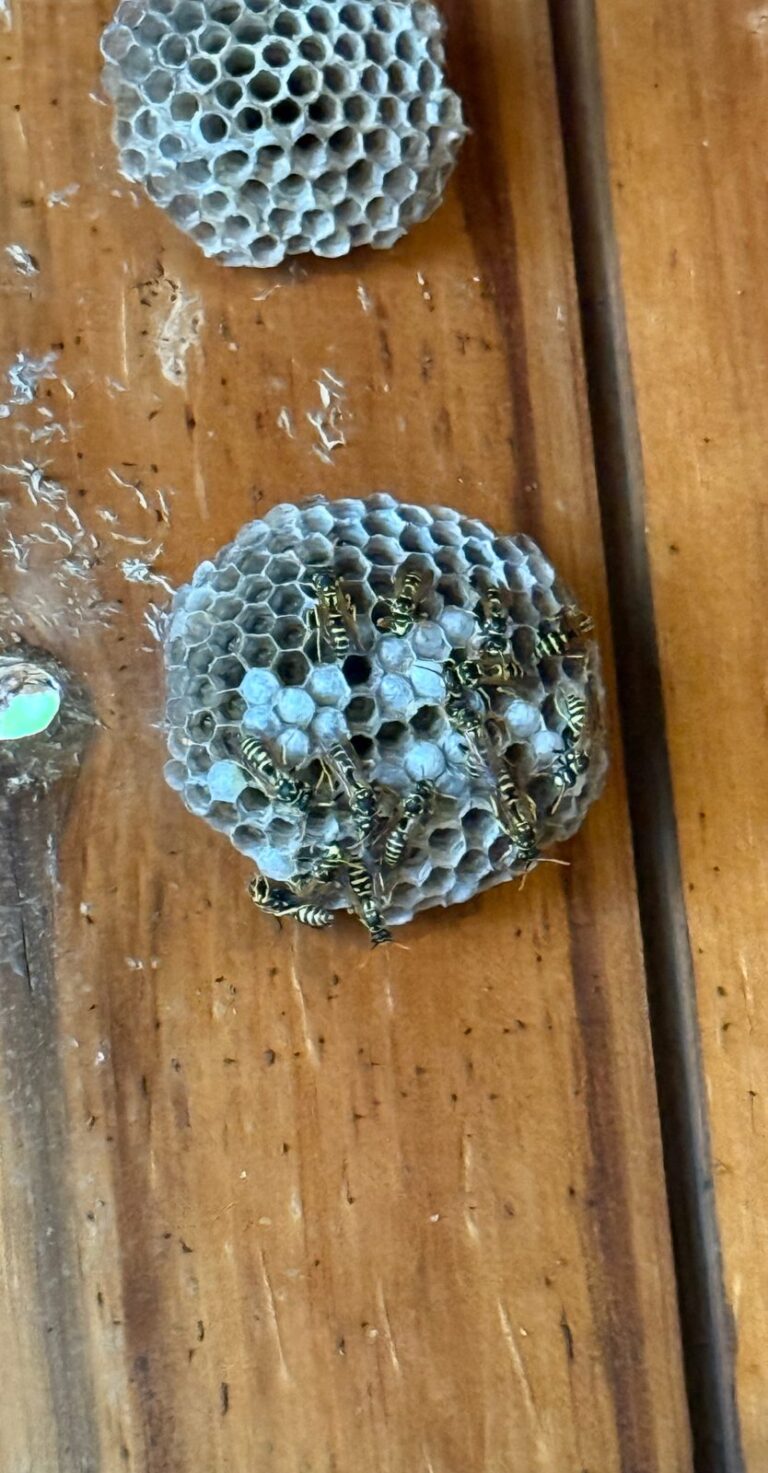 Paper wasp nests with live wasps on the side of a house in Waterville, Maine