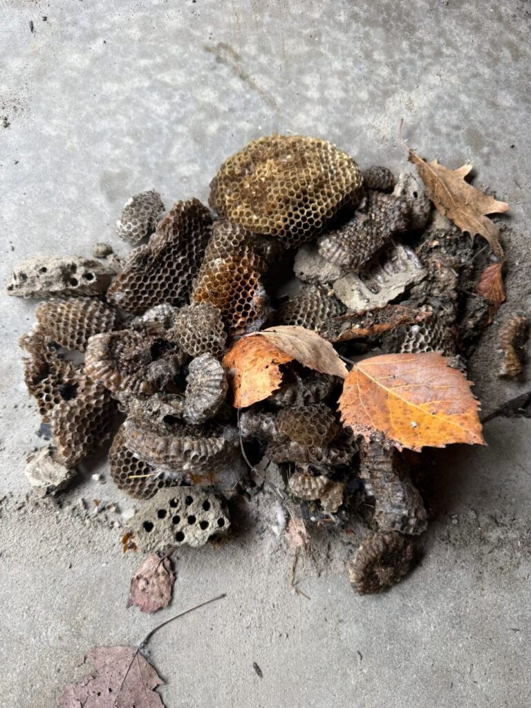 Wasp and hornet nests removed from a home in Central Maine