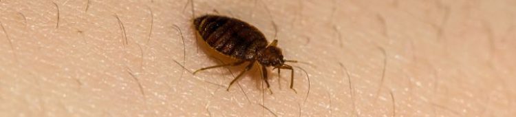Waterville Maine Bed Bugs
